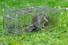 Rodent Control Image