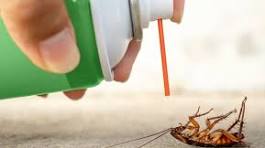 Cockroach Control Image
